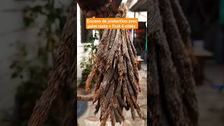 Comment fabriquer un encens de protection avec le fruit 4 côtés et le palm rasta (main de palmier)