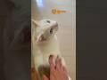 弟猫は撫でてほしくて甘え鳴きが止まりません