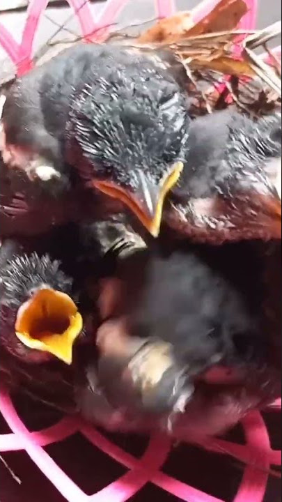 ANAKAN BURUNG KACER