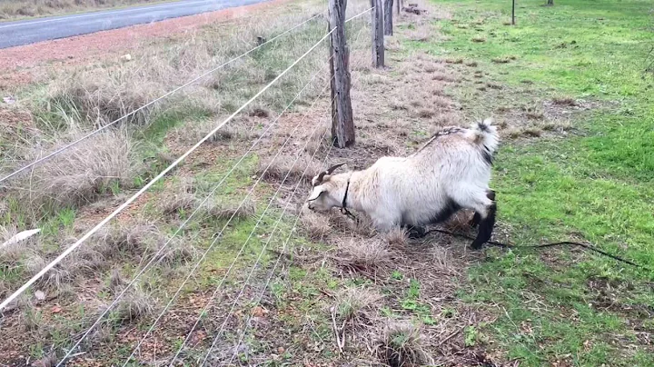 Electric fence V''s goat - DayDayNews