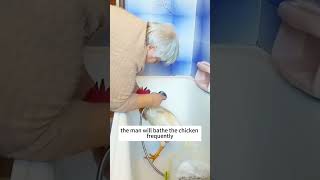 A Perfect Encounter Between a Little Chicken and an Elderly Person #shortvideo#Chicken#Healing