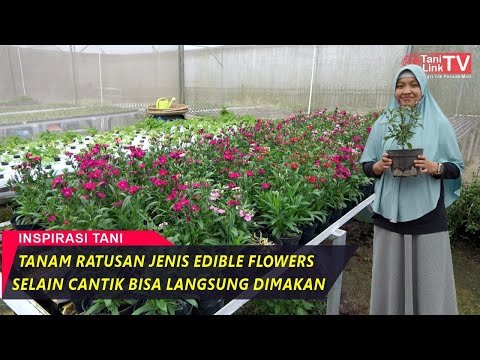 Video: Bunga ranunculus yang hebat