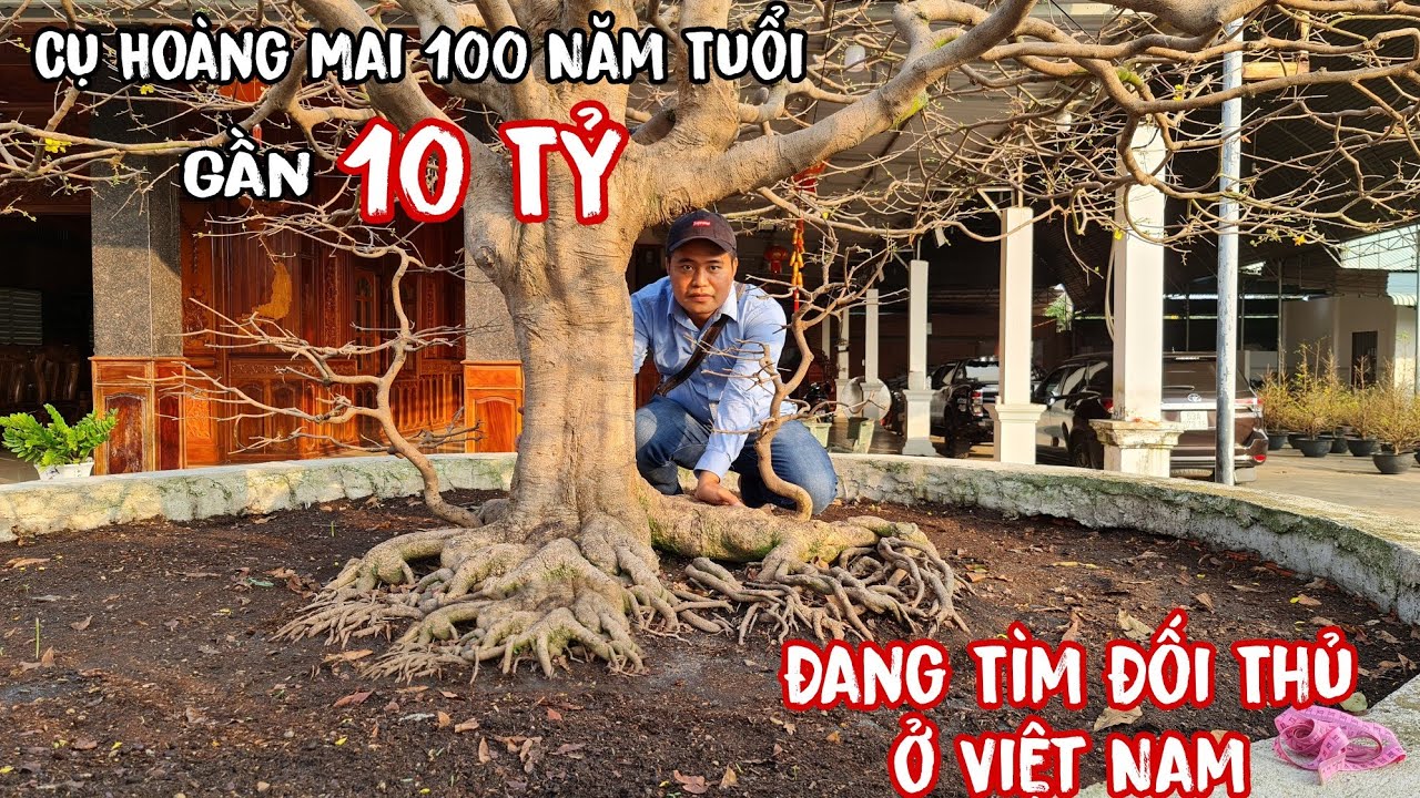 vincom tây ninh 2022 Phát hiện CỤ HOÀNG MAI khủng nhất Việt Nam có bộ đế SIÊU CỌP ở Tây Ninh 0345678886