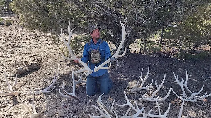 More Elk Sheds Than We Can Carry! And My Unbiased ...
