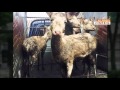 뉴스 따라잡기 동물원에서 도축장으로 꽃사슴의 기구한 운명 뉴스 따라잡기 동물원에서 도축장으로 꽃사슴의 기구한 운명