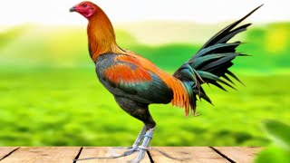 SEKRETO NG PERUVIAN GAMEFOWL:  ANG  PINAKAMALAKAS NA LAHI 🤔🇵🇭