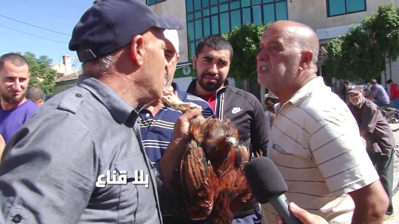 عـ ـركة في المبااشر على أربعة دجاجات بأربعين دينار في سوق الجديدة هه الشاري يعيط والفلاح عامل سوم؟!!