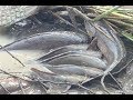 Fishing Video ! Good boy catching fish by hands in my village - fishing hunting