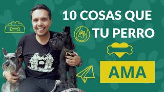 🐶 10 Cosas que tu perro ama ♥️ PERRHIJOS ✅ Lista de cosas que hacer con mi perro 🙍🏼‍♀️🙎🏽‍♂️ by Perrhijos 348 views 9 months ago 12 minutes, 49 seconds