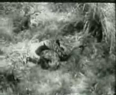 Python attacks leopard