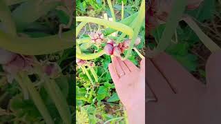 Шагающий лук.