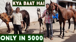 English horses baby horse | khatiyawad ghodi aur tattu gaban mare in Hyderabad