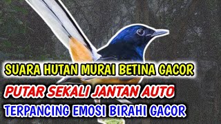 SUARA MURAI BETINA  HUTAN PANGGIL JANTAN