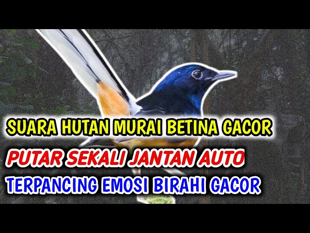 SUARA MURAI BETINA  HUTAN PANGGIL JANTAN class=