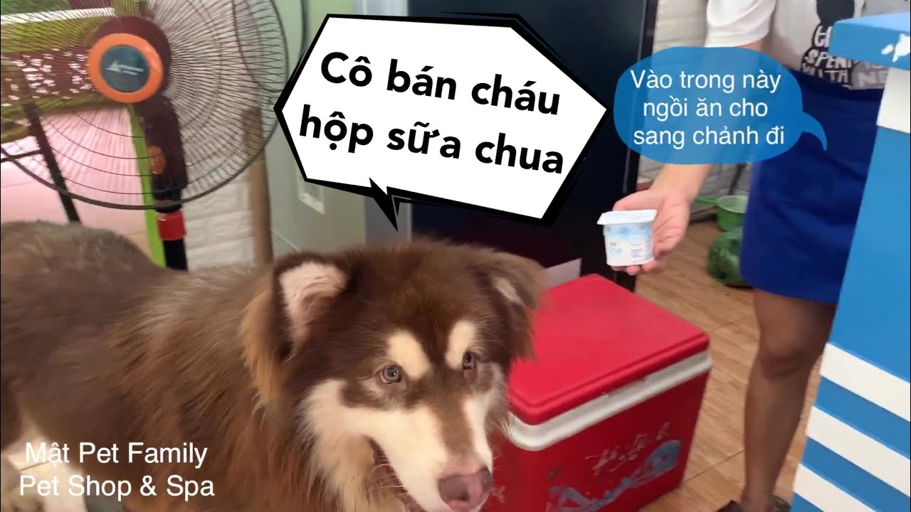 puppy paradise Mật xin 10k sang hàng xóm mua sữa chua về ăn - thánh dễ thương^^