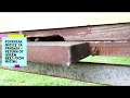 Povratak Matice Sa Parenja Return Of Queen Bees From Mating Povratak Matice Sa Parenja Return Of Queen Bees From Mating