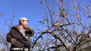 The Long & Short of Pruning Tools