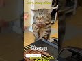 Cat kitty Ramadan routine #funny video#trending#short
