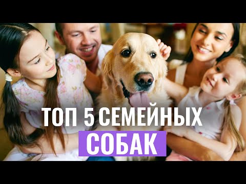 5 САМЫХ СЕМЕЙНЫХ ПОРОД собак, которые идеальны для семей с детьми