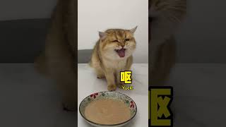 【牛奶是只猫】第一次做猫饭没想到猫咪竟然会这样😭