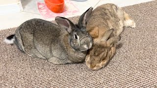 Rabbit’s Selfless Act will Bring Tears to Your Eyes 🥹🐰