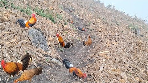 Hlau youtube những con gà rừng gáy cực xong.qaib qus zoo 