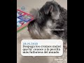 Despega los cromos mejor que tú: conoce a la perrita más futbolera del mundo