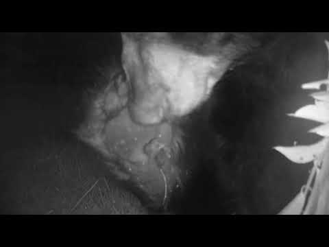 Jiggly Bear Belly (condensed version)