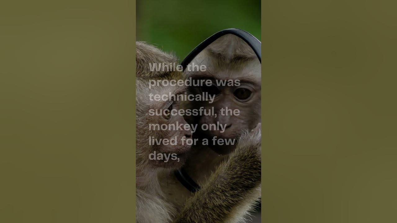 The Most Bizarre Experiment in History: The Monkey Head Transplant