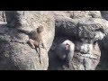 Baboons Fighting - Male Baboon vs Female Baboon