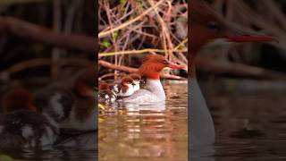 Hooded merganser duck sounds😄 #shorts #viralvideo #animals