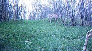 2 deer again.AVI