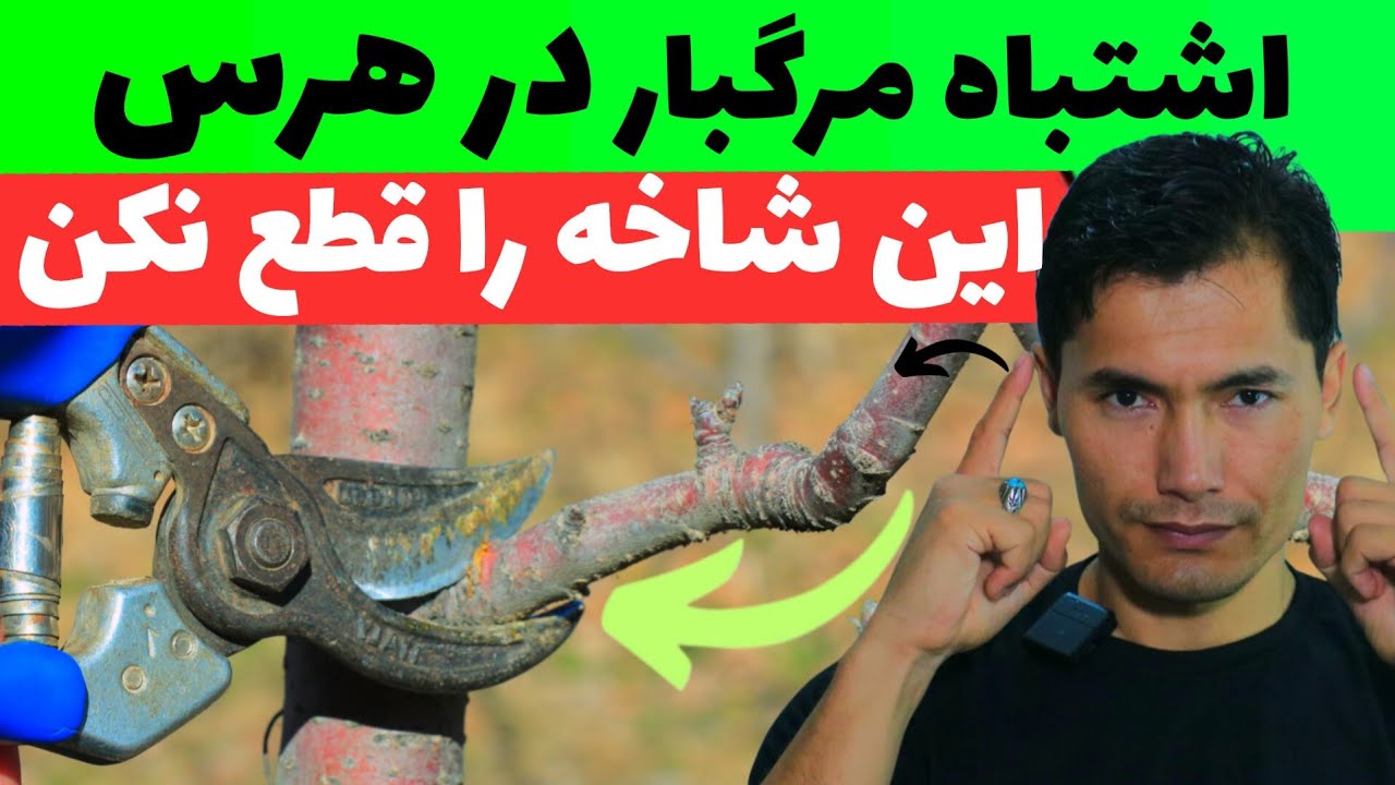 شاخه بری در خزان: اگر این دو شاخه را بشناسی، هر درختت چندبرابر میوه ‌میدهد!