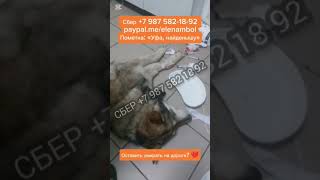 Не принимают в клинике из-за долга! Помогите! СБОР НА СПАСЕНИЕ!Он умирал