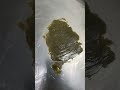 How Temple Balls Are Made 🍯🔥 | Dry Sift Hash in the Style of Frenchy Cannoli