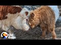 Fluffy cow grows up around dogs and starts acting like a puppy himself  the dodo