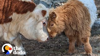 Fluffy Cow Grows Up Around Dogs And Starts Acting Like A Puppy Himself | The Dodo