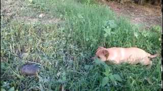 Куче И Костенурка Cane E Tartaruga