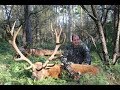 tir d'un grand vieux cerf à l'arc, chasse à l'approche