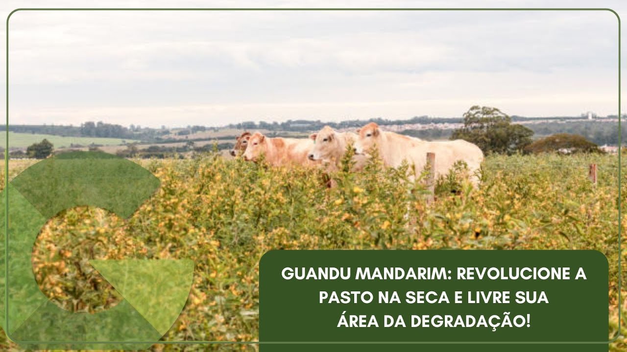 GUANDU MANDARIM: REVOLUCIONE A PASTO NA SECA E LIVRE SUA ÁREA DA DEGRADAÇÃO!