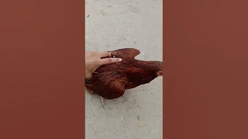 Artificial Mating Golden And RIR Hens Chickensbreeding 
