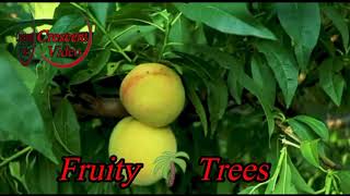 Hava Nagila Es Jammy Jams