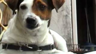 Dramatic Dog 2009