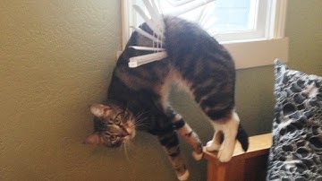 Cười rụng rốn với những pha fail thê thảm của bọn mèo | Thế Giới Thú Cưng