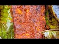 Brinjal Badane Baingan Tawa Fry Brinjal Badane Baingan Tawa Fry