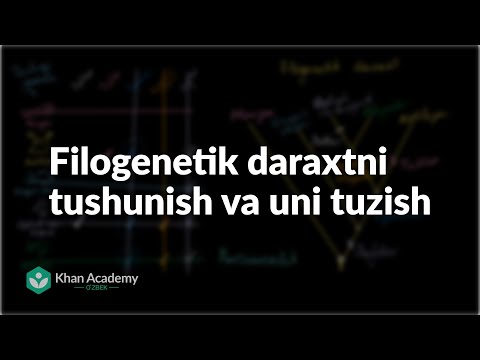 Filogenetik daraxtni tushunish va uni tuzish | Evolyutsiya va filogenetik daraxt |  Biologiya