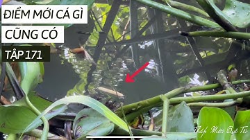 Tập 171 - Câu Cá Rô Đồng Trúng Ổ Cá Mè Vinh Giật Phao Liên Tục Thấy Mê Luôn