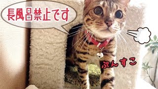 飼い主入浴中のベルを隠し撮りしたら可愛い過ぎました！