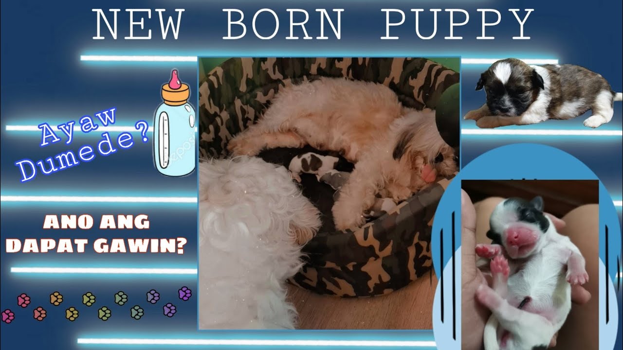 New Born Puppy na ayaw Dumede? | How to manual feed New Born Puppy