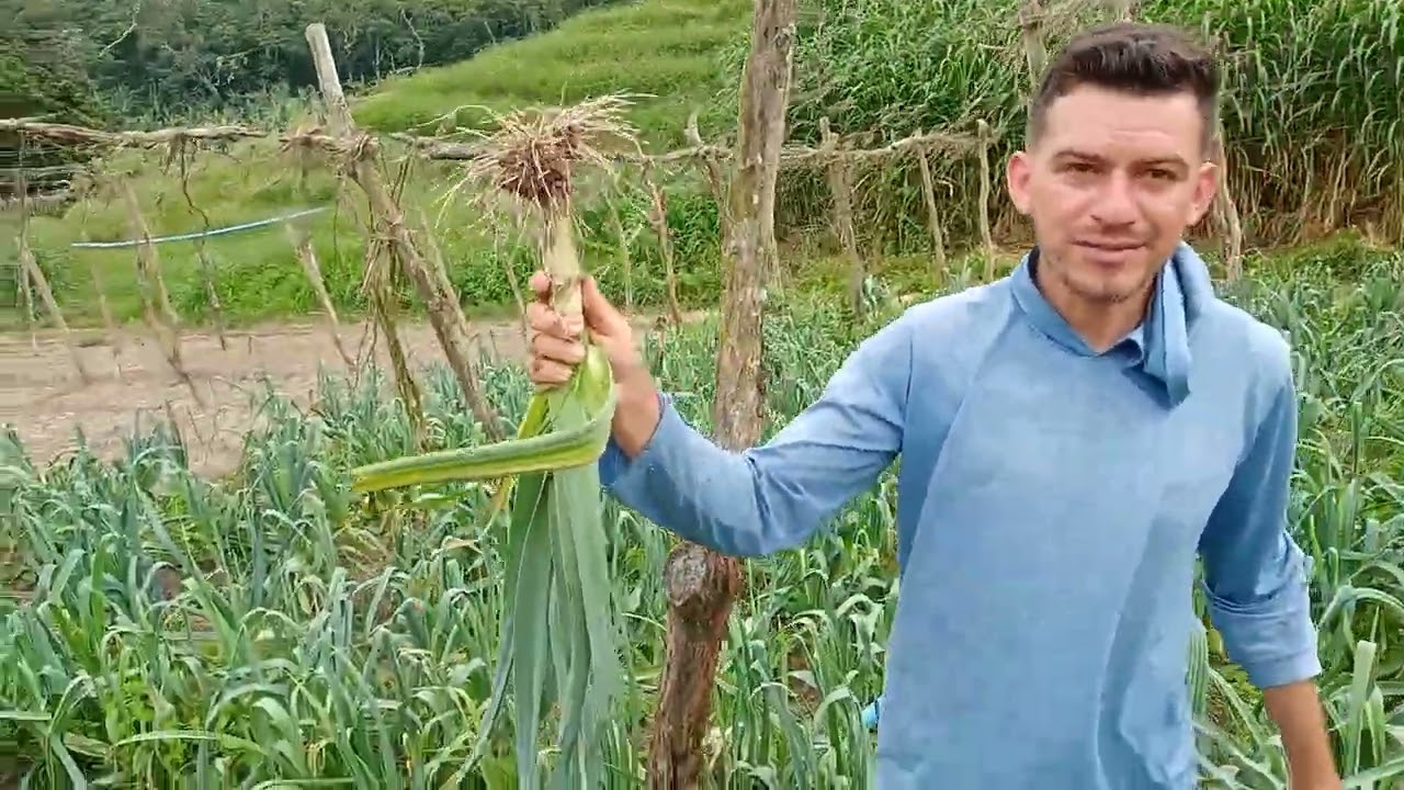 Plantio e colheita de alho poró.